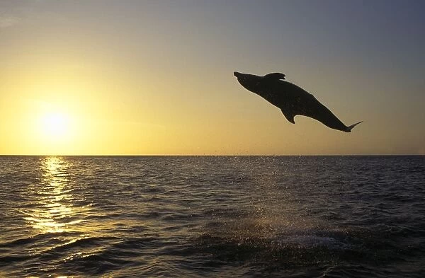 Bottlenose Dolphin Off Roatan Island, Honduras, Caribbean