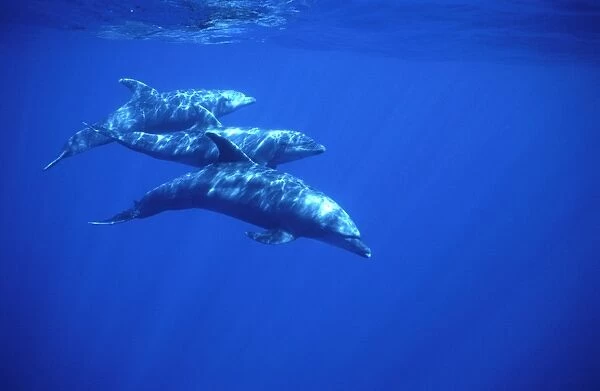 Bottlenose dolphin Off Socorro Island, Mexico, Pacific Ocean