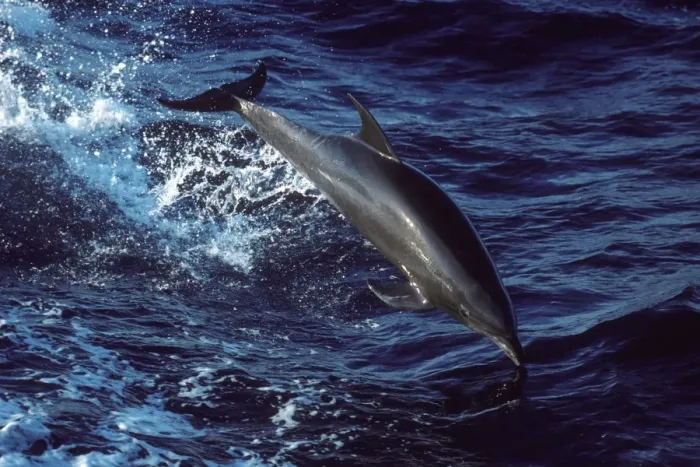 Framed Print : Bottlenose dolphin Photographed in the Gulf of California (Sea of Cortez), Mexico Framed Print : Bottlenose dolphin Photographed in the Gulf of California (Sea of Cortez), Mexico