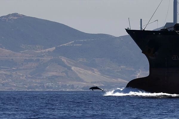 Bottlenose Dolphin - playing  /  bow riding in front of cargo ship in the strait of Gibraltar. Spain