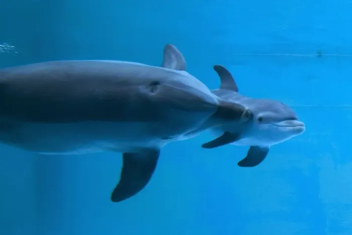 Framed Print : Bottlenose Dolphin - recently born calf swims with mother - Oltremare lagoon – Riccione – Italy The pregnancy lasted 54 weeks. The male calf was born July 2nd 2010 at 8 Framed Print : Bottlenose Dolphin - recently born calf swims with mother - Oltremare lagoon – Riccione – Italy The pregnancy lasted 54 weeks. The male calf was born July 2nd 2010 at 8