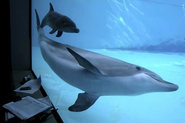 Bottlenose Dolphin - Research of birth and Newborn Baby / Calf behaviour