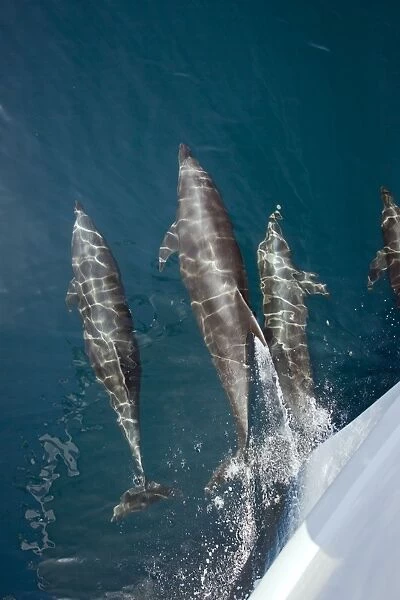 Bottlenose Dolphin - riding bow of boat - Baja California, Mexico