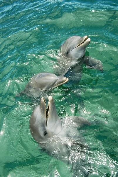 Bottlenose Dolphin Roatan, Bay Island, Honduras