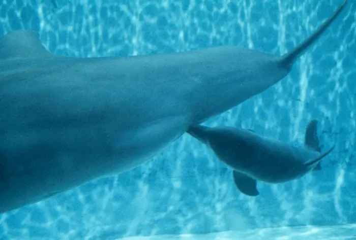 Framed Print : Bottlenose Dolphin STA 10 Nursing Tursiops truncatus © Augusto Leandro Stanzani  /  ARDEA LONDON