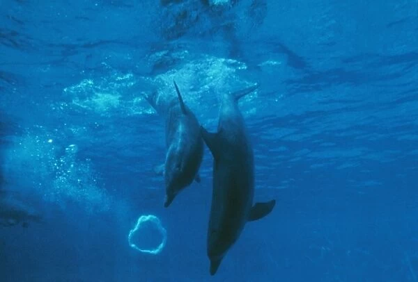 Bottlenose Dolphin STA 26 Mother & Baby play with bubble Tursiops truncatus © Augusto Leandro Stanzani  /  ARDEA LONDON