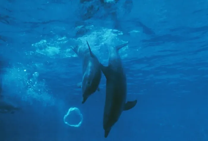 Framed Print : Bottlenose Dolphin STA 26 Mother & Baby play with bubble Tursiops truncatus © Augusto Leandro Stanzani / ARDEA LONDON Framed Print : Bottlenose Dolphin STA 26 Mother & Baby play with bubble Tursiops truncatus © Augusto Leandro Stanzani / ARDEA LONDON