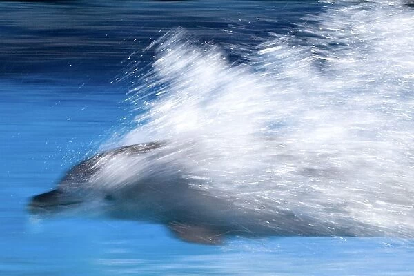 Bottlenose Dolphin - Swimming at speed through water - dolphins can reach 65 km per hour