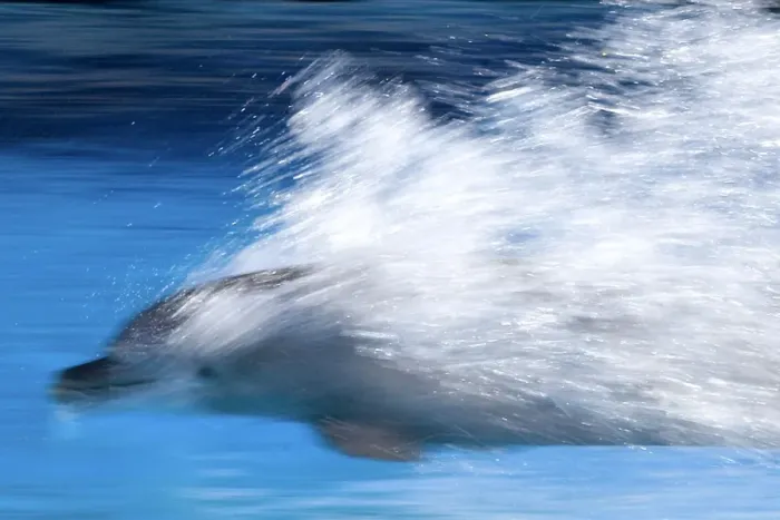 Framed Print : Bottlenose Dolphin - Swimming at speed through water - dolphins can reach 65 km per hour Framed Print : Bottlenose Dolphin - Swimming at speed through water - dolphins can reach 65 km per hour