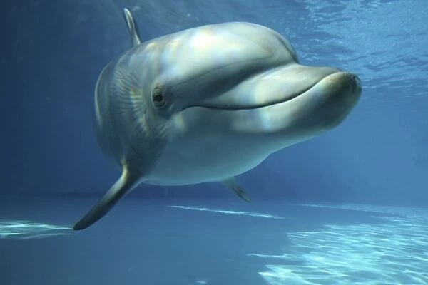 Bottlenose Dolphin - swimming underwater