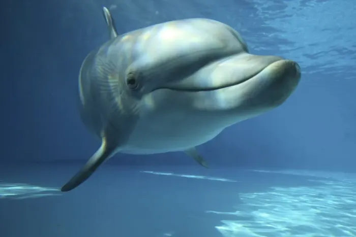 Framed Print : Bottlenose Dolphin - swimming underwater Framed Print : Bottlenose Dolphin - swimming underwater