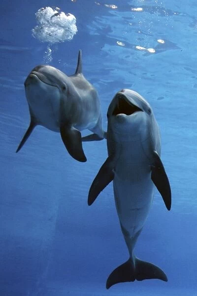 Bottlenose Dolphin - two swimming underwater together