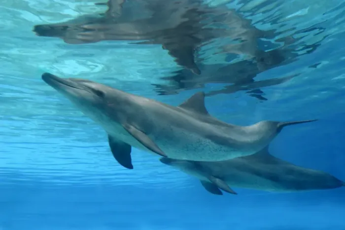 Framed Print : Bottlenose Dolphin - Swimming underwater Framed Print : Bottlenose Dolphin - Swimming underwater