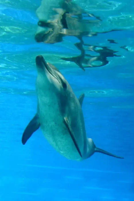 Framed Print : Bottlenose Dolphin - Swimming underwater Framed Print : Bottlenose Dolphin - Swimming underwater