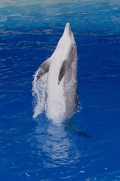 Bottlenose Dolphin - Tail dancing