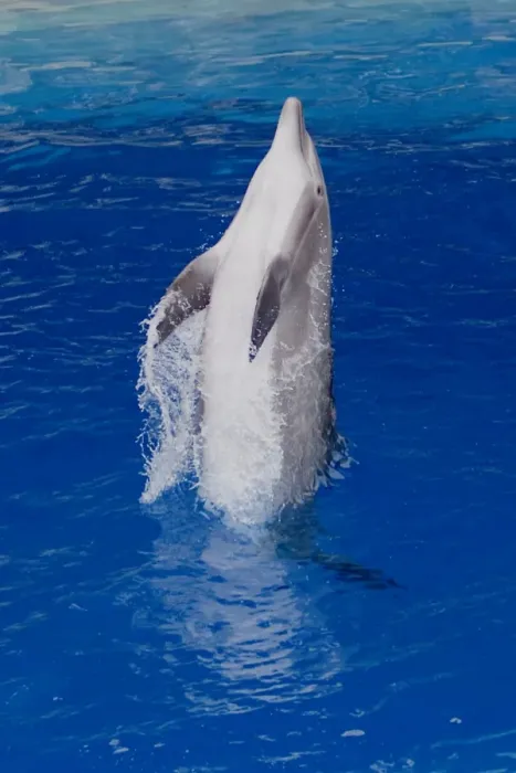 Framed Print : Bottlenose Dolphin - Tail dancing Framed Print : Bottlenose Dolphin - Tail dancing