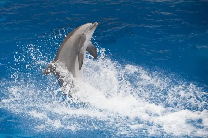 Framed Print : Bottlenose Dolphin - Tail dancing