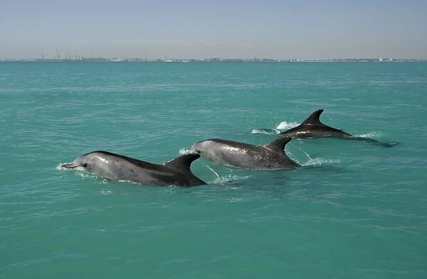 Bottlenose Dolphin - trio of adults breaking the surface - with the cranes and Walvis Bay harbour visible in the background - Atlantic Ocean - Namibia - Africa