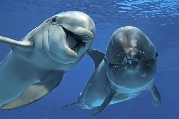 Bottlenose Dolphin (Tursiops truncatus) and Risso's Dolphin swimming underwater
