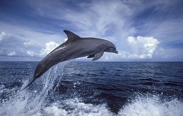 Bottlenose dolphin Tursiops truncatus Carribean. Off Roatan Island, Honduras, Central America