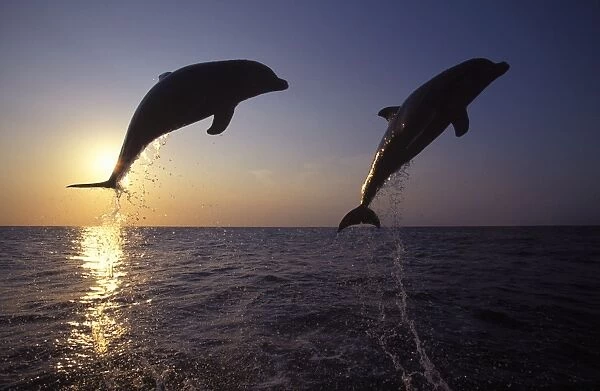 Bottlenose Dolphin -two leaping Carribean. Off Roatan Island, Honduras, Central America