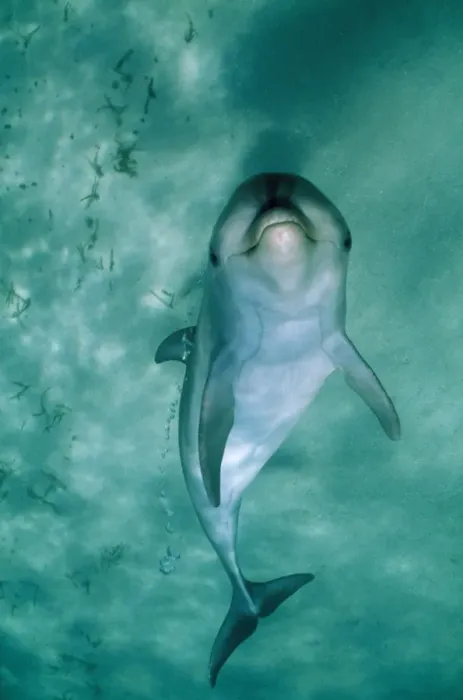 Framed Print : Bottlenose Dolphin - underside view with bubbles from blowhole