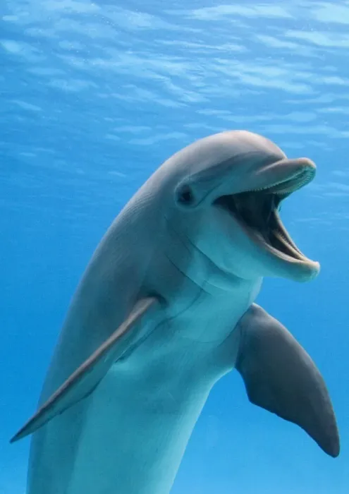 Framed Print : Bottlenose dolphin - underwater Framed Print : Bottlenose dolphin - underwater