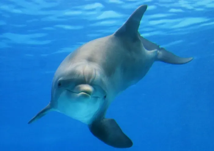 Framed Print : Bottlenose dolphin - underwater