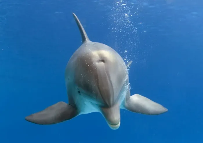 Framed Print : Bottlenose dolphin - underwater Framed Print : Bottlenose dolphin - underwater