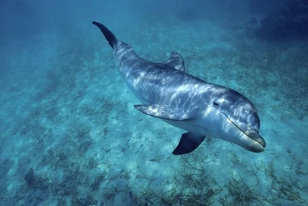 Bottlenose dolphin - underwater Carribean, Roatan Island, Honduras, Central America