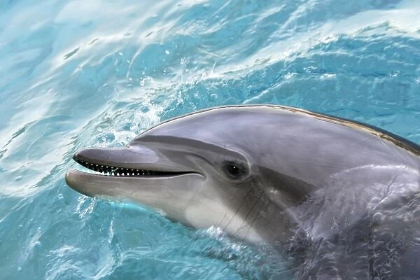 Bottlenose Dolphin - in water. France