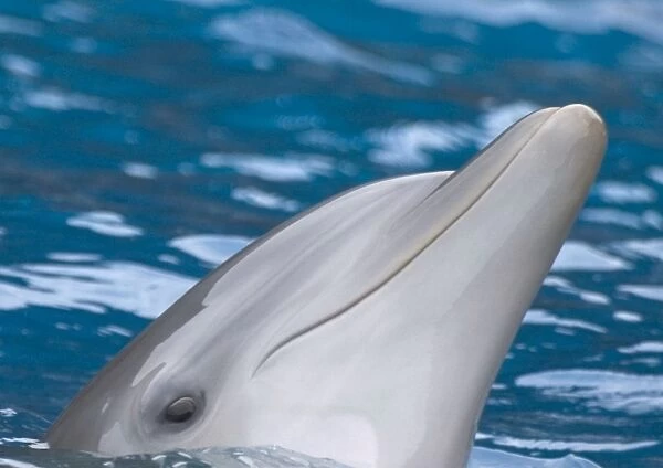 Bottlenose dolphin - at water surface, close-up of face