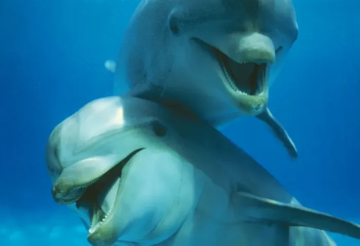 Framed Print : Bottlenose Dolphin x 2 Framed Print : Bottlenose Dolphin x 2