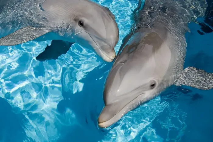 Framed Print : Bottlenose Dolphins - 2 together Framed Print : Bottlenose Dolphins - 2 together