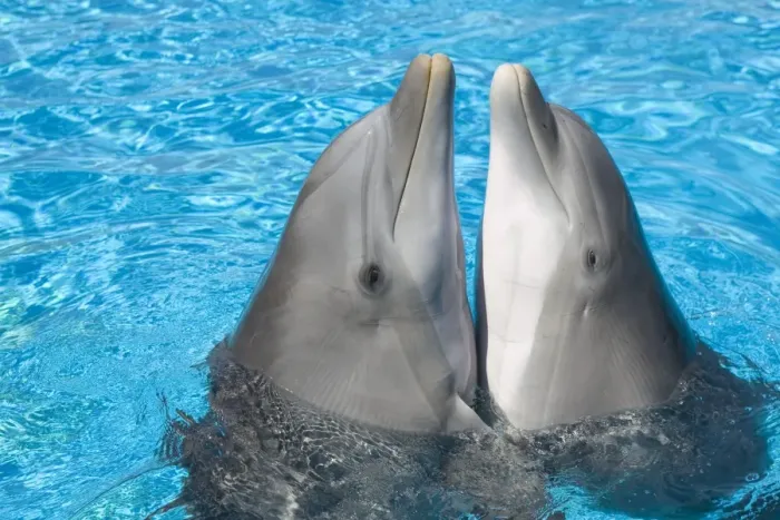 Framed Print : Bottlenose dolphins - 2 together with noses out of the water Framed Print : Bottlenose dolphins - 2 together with noses out of the water