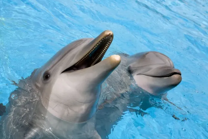 Framed Print : Bottlenose dolphins - 2 together with noses out of the water