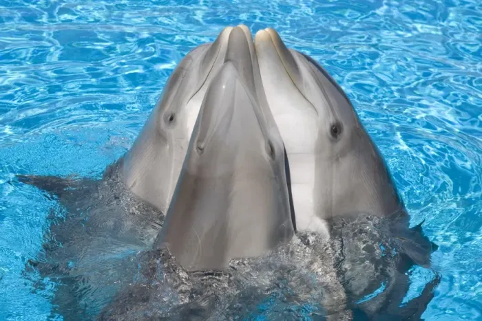Framed Print : Bottlenose dolphins - 3 together with noses out of the water Framed Print : Bottlenose dolphins - 3 together with noses out of the water