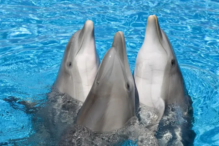 Framed Print : Bottlenose Dolphins - 3 together with noses out of the water Framed Print : Bottlenose Dolphins - 3 together with noses out of the water