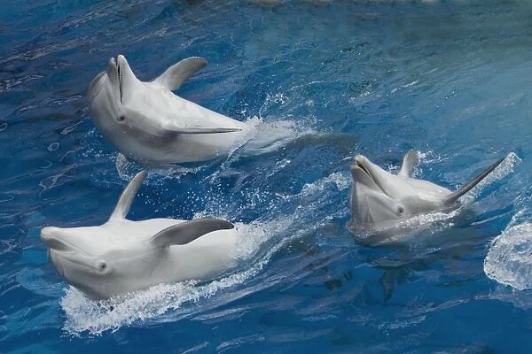 Bottlenose dolphins - 3 together swimming on back
