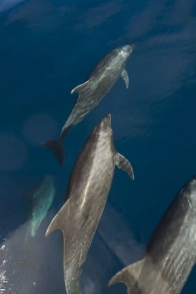 Bottlenose Dolphins - Baja California - Mexico