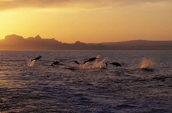 Bottlenose dolphins - group Photographed in the Gulf of California (Sea of Cortez), Mexico