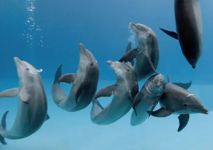 Framed Print : Bottlenose dolphins -group playing / dancing underwater Framed Print : Bottlenose dolphins -group playing / dancing underwater