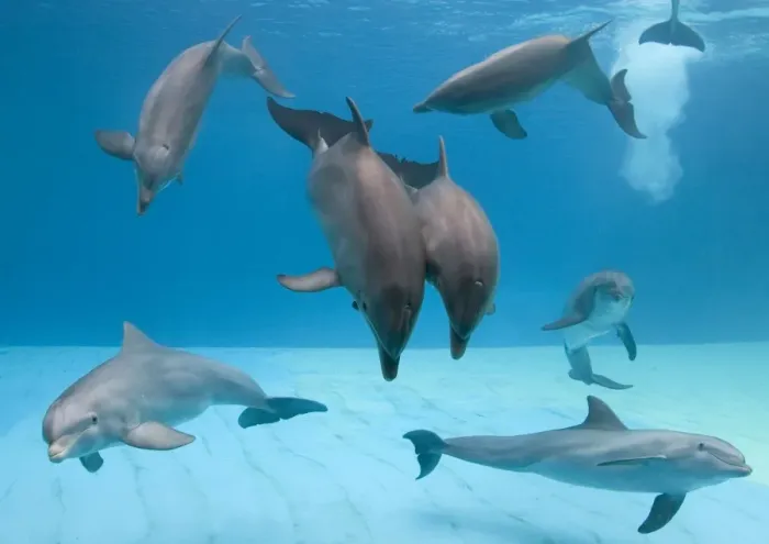 Framed Print : Bottlenose dolphins - group playing underwater Framed Print : Bottlenose dolphins - group playing underwater