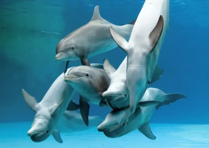 Framed Print : Bottlenose dolphins - group playing underwater Framed Print : Bottlenose dolphins - group playing underwater