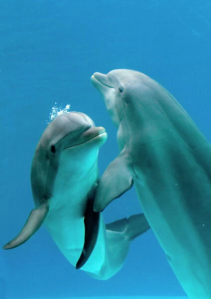 Bottlenose dolphins - pair dancing underwater