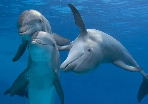 Bottlenose dolphins - playing underwater