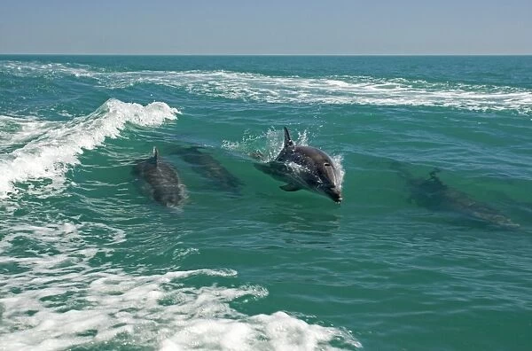 Bottlenose Dolphins - riding a wave - Atlantic Ocean - Namibia - Africa