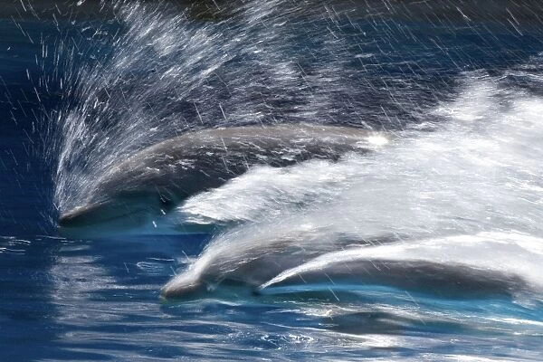 Bottlenose Dolphins - Swimming at speed through water - dolphins can reach 65 km per hour