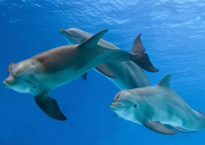 Framed Print : Bottlenose Dolphins - three underwater Framed Print : Bottlenose Dolphins - three underwater
