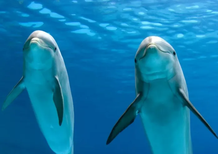 Framed Print : Bottlenose dolphins - underwater Framed Print : Bottlenose dolphins - underwater